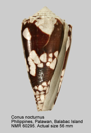 Conus nocturnus.jpg - Conus nocturnusLightfoot,1786
